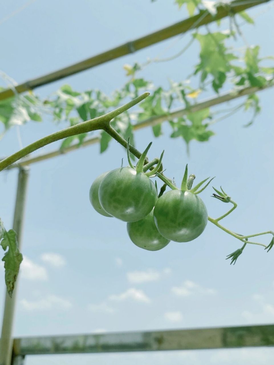 小清新的色调 看起来都凉快了好几度 太适合夏天啦 修图:黄油相机