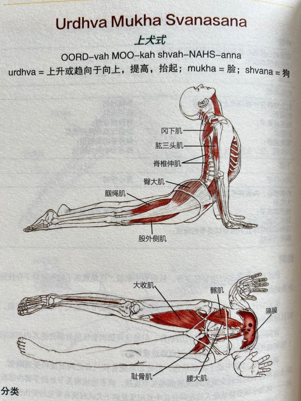15个瑜伽基础体式解剖图,告诉你练哪瘦哪 练习不要随意模仿凹造型