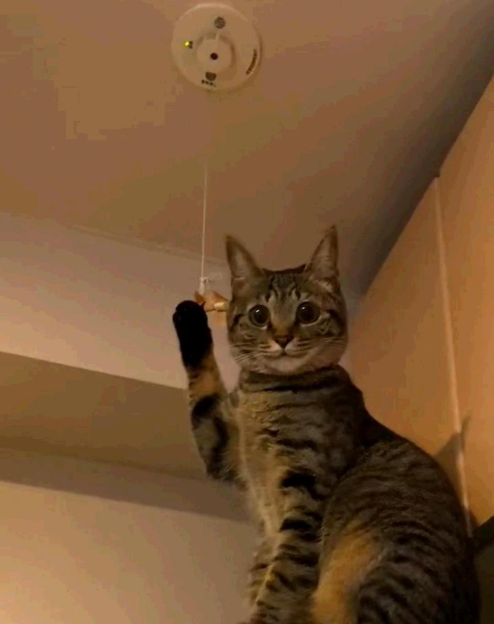 猫咪:你好,我是招财猫[坏笑]