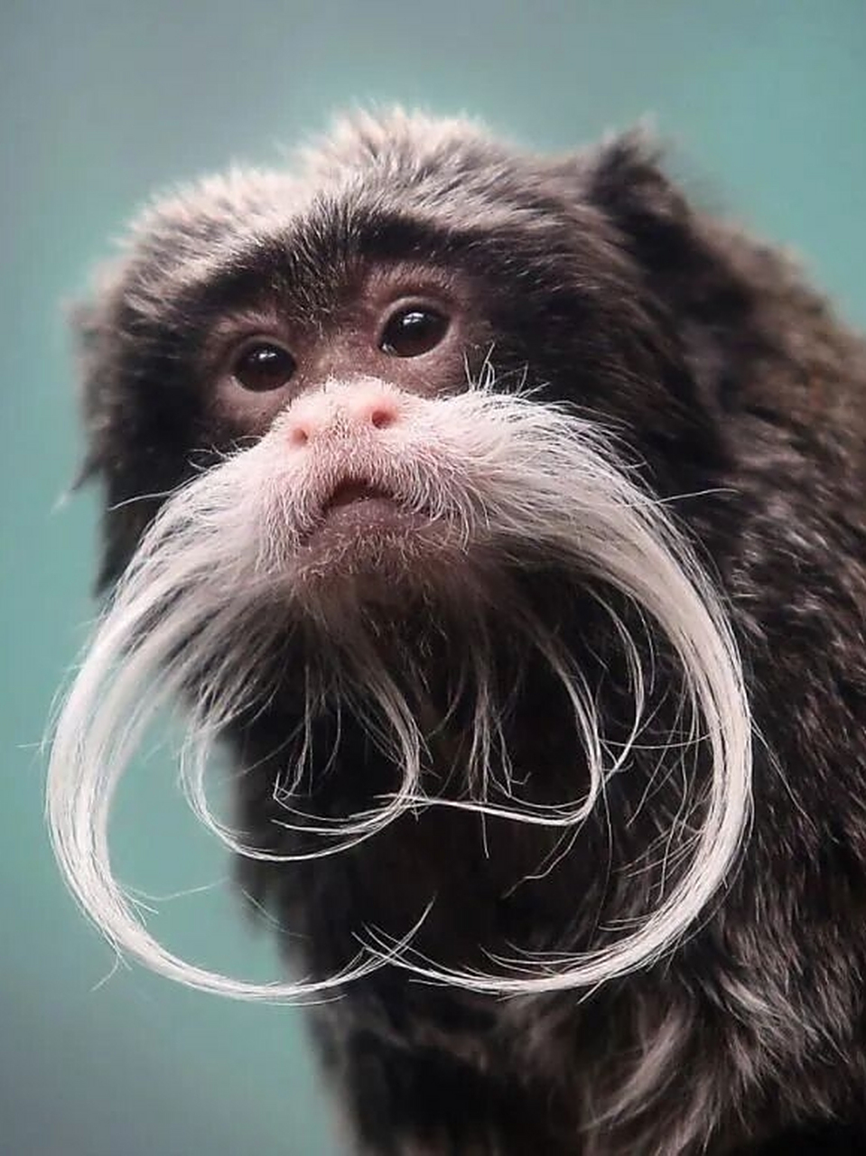 每天认识一种有趣动物皇柽柳猴  皇柽(cheng一声)柳猴 「鹤发童颜的