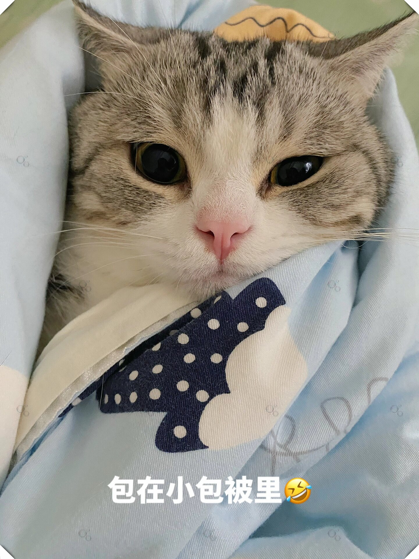 液体营养条适口性超好每次开包装的时候它们都认识我了俩只猫咪都