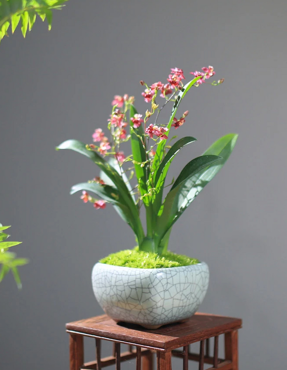 大家好,我今天要给大家分享关于盆栽跳舞兰的养殖方法和注意事项.