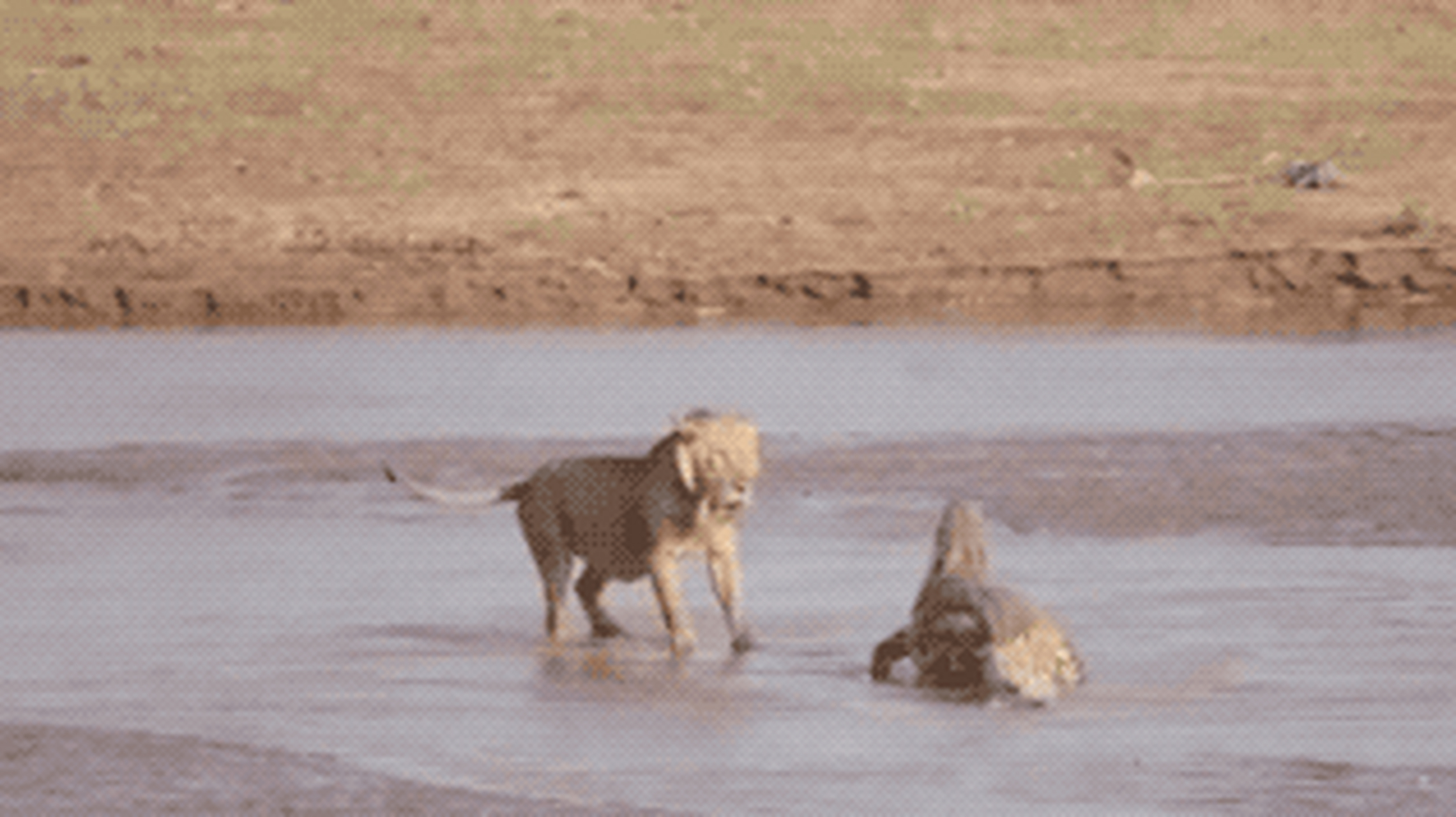 狮子#  尼罗鳄主要分布在非洲尼罗河流域,以及非洲东部和南部,在一些