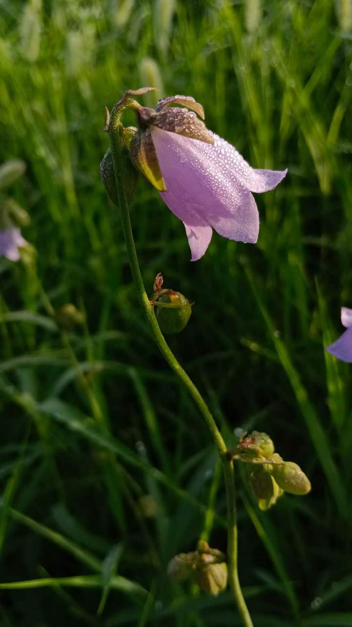 沙参花图片