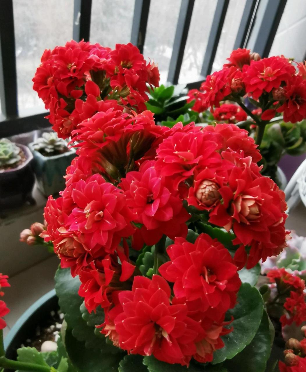 长寿花"吉祥红",很适合当年宵花的室内盆栽,植株低矮小巧,高只有二