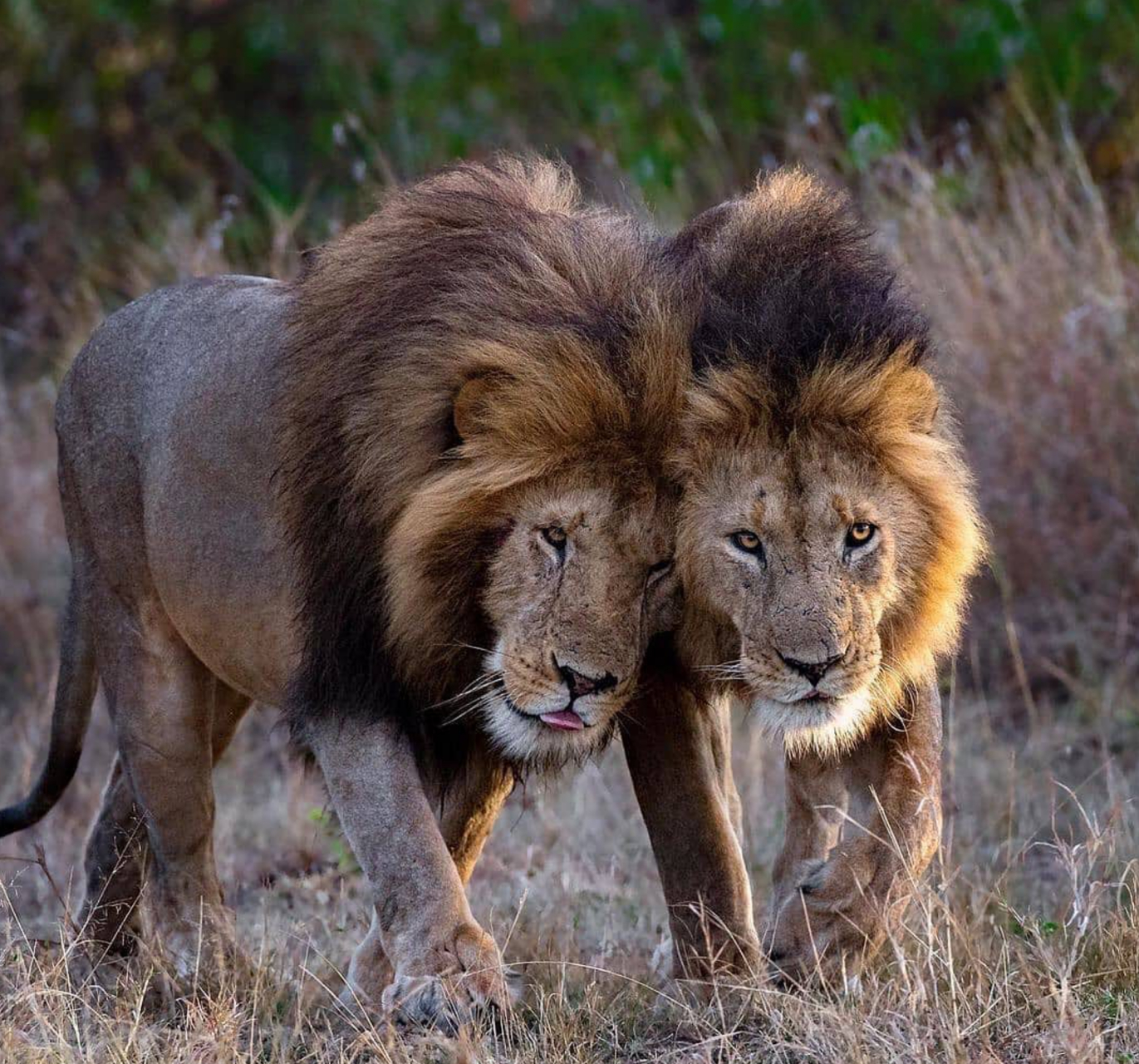 秋日生活创作季# 两头雄狮紧密地贴在一起,它们的身体几乎形成了一个