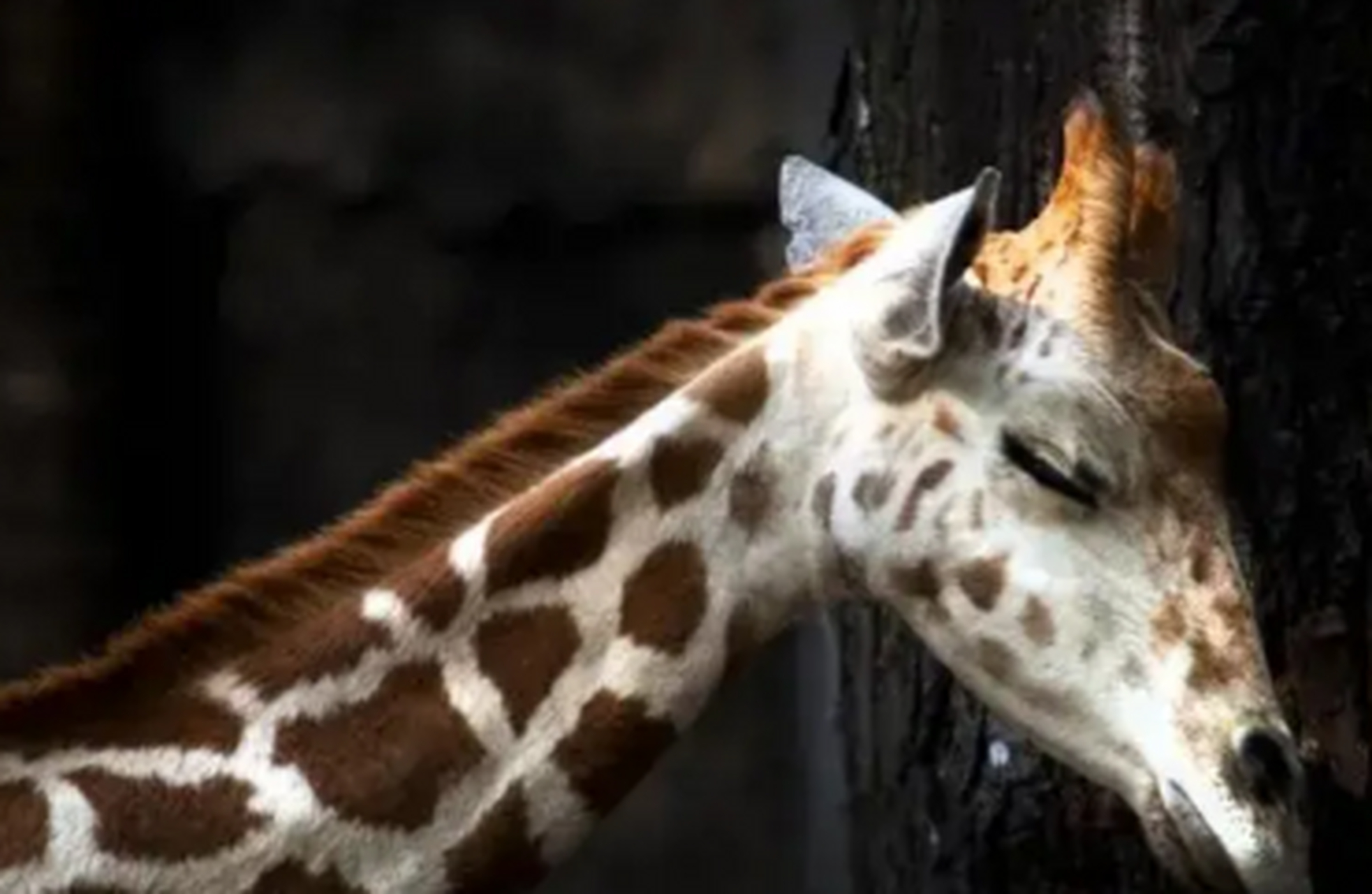 长颈鹿是不怎么睡觉的最高动物之一.