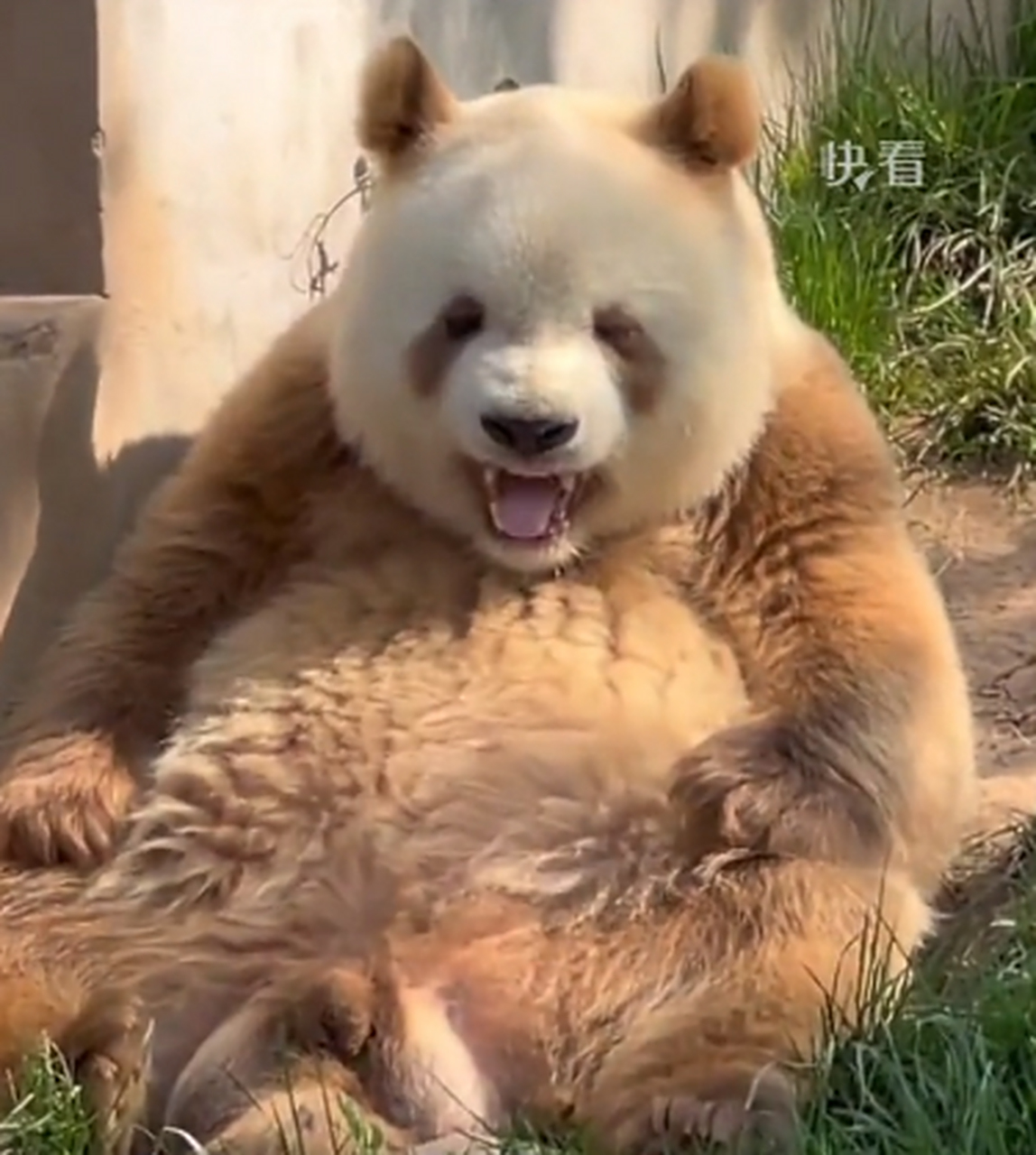 大熊猫"七仔"在太阳下"气鼓鼓",网友:好可爱,这是"金渐熊"?