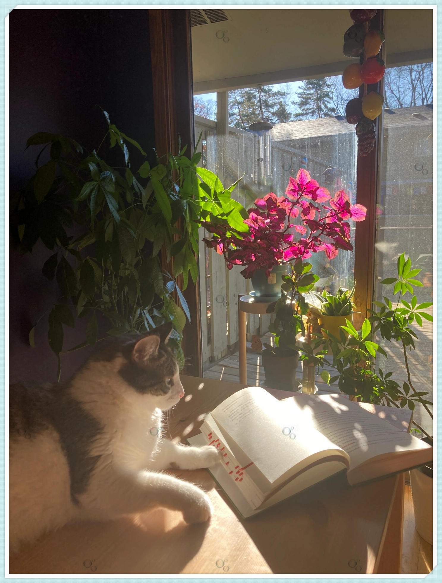 看书,晒太阳,这就是它的日常,简单而惬意.这样的生活,你羡慕吗?