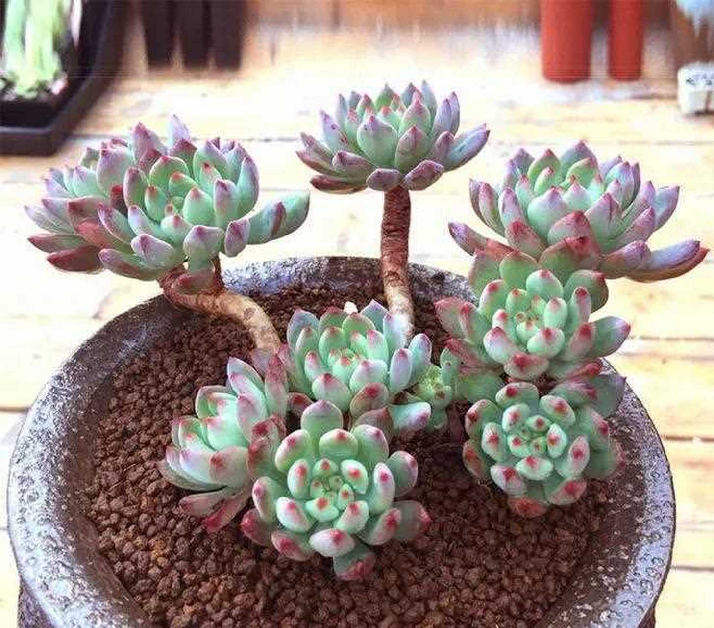 蓝苹果是景天科的一种多肉植物,又叫蓝精灵,是一种夏型种的多肉植物