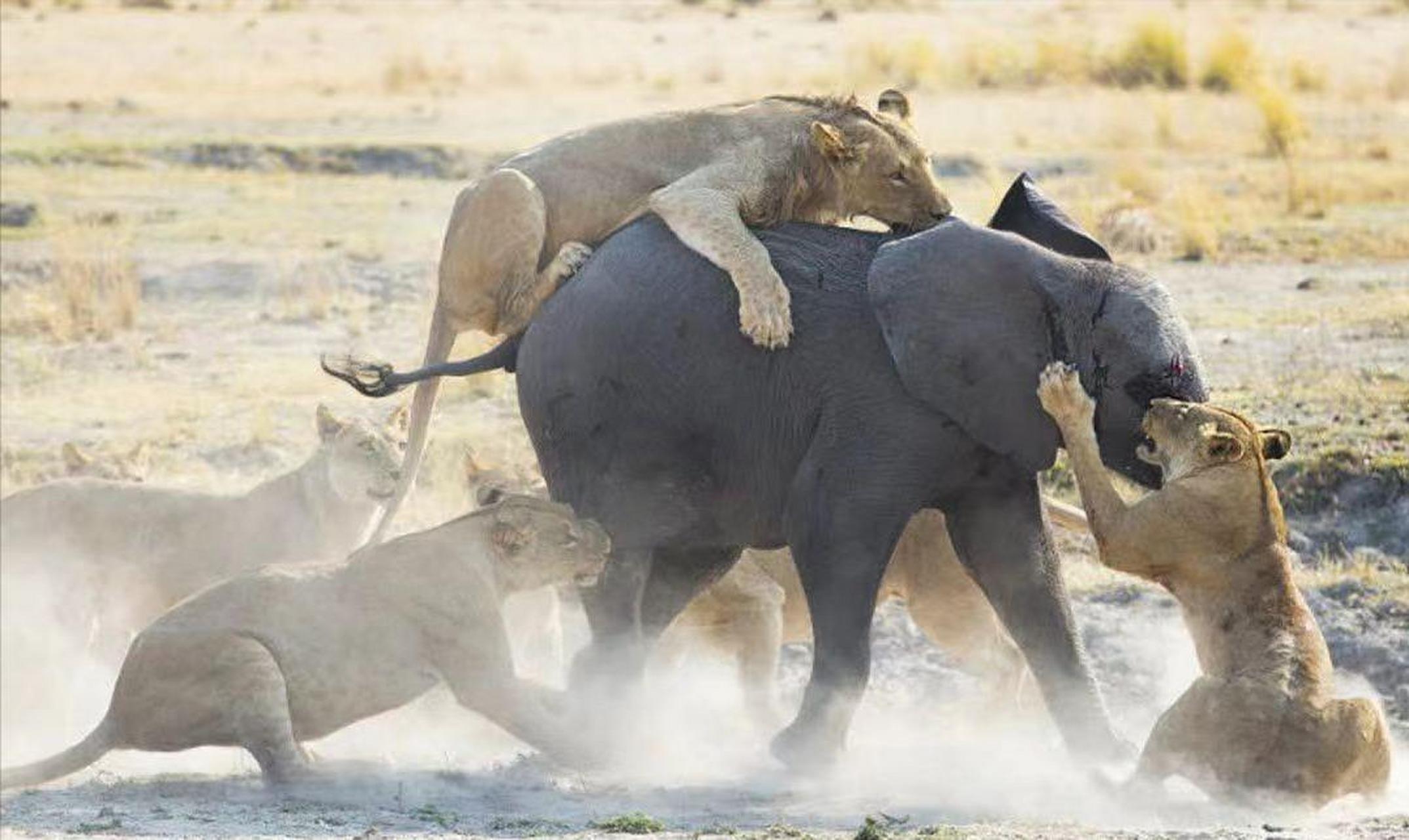 个头大,照样会被狮子捕食,不过你绝对想不到狮子捕食大象的方法有多绝