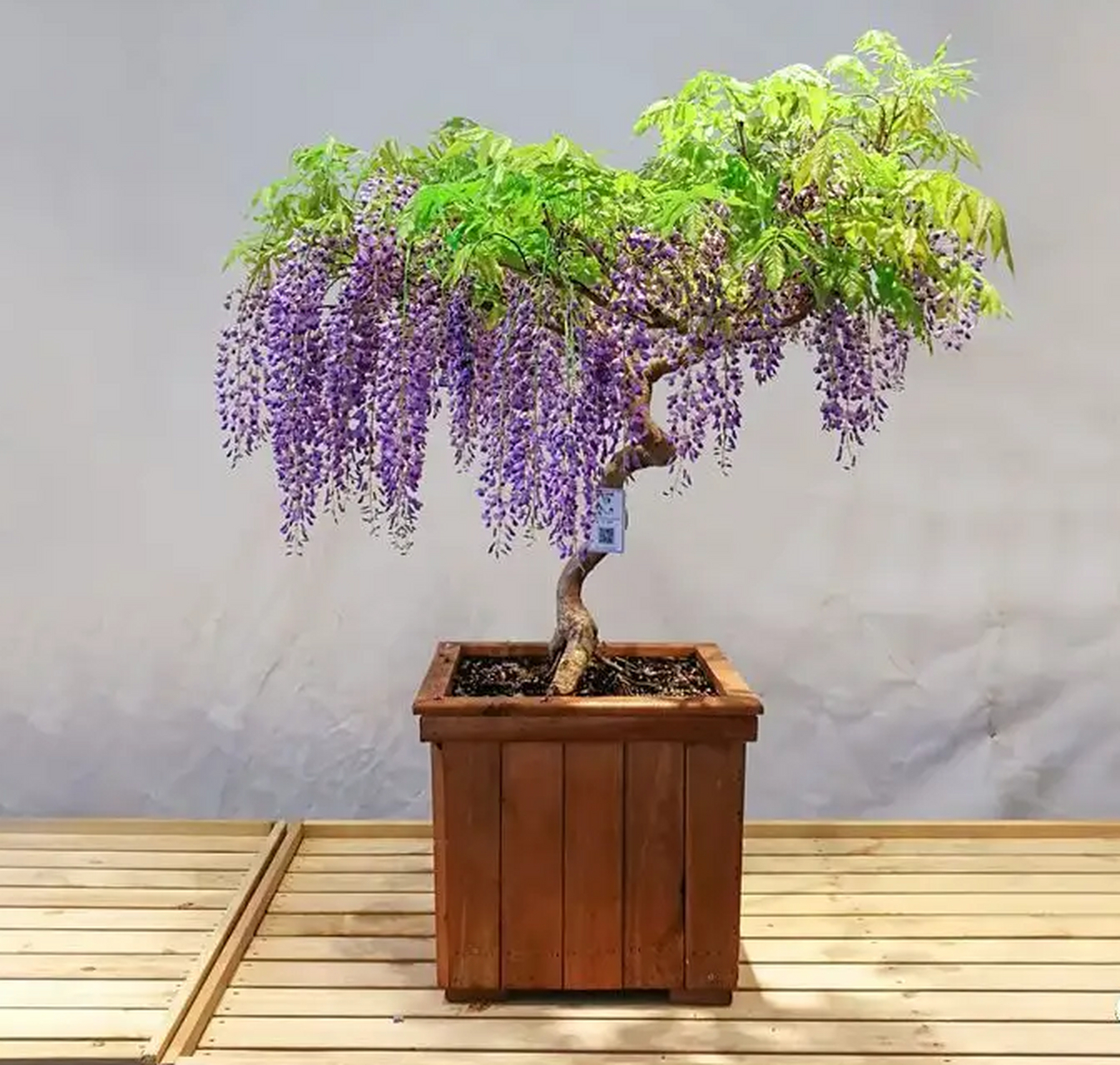 紫藤是一种攀援缠绕性大藤本植物,盆栽造型更是美不胜收,一串串青