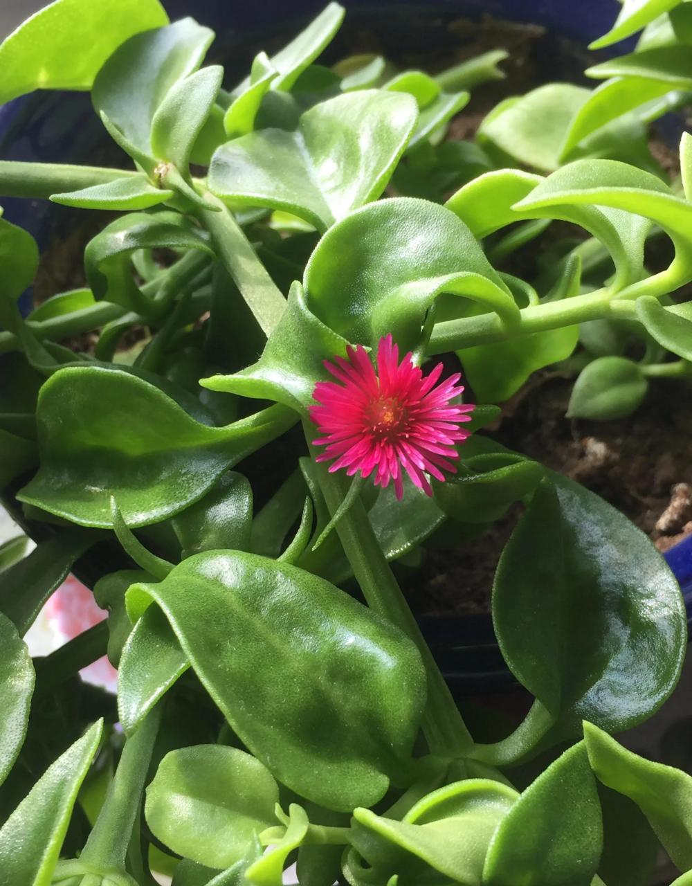 才知道,原来穿心莲也开花啊 曾经在饭店里吃过凉拌穿心莲,感觉苦苦的