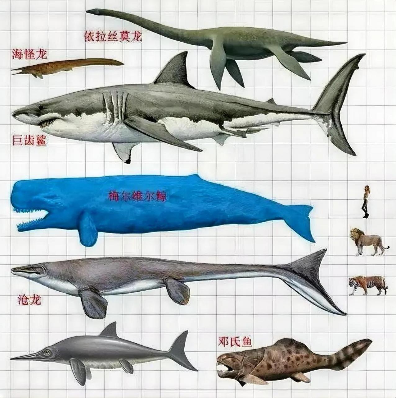 梅氏利维坦鲸(学名:livyatan melvillei)是利维坦鲸属中最大的物种,是