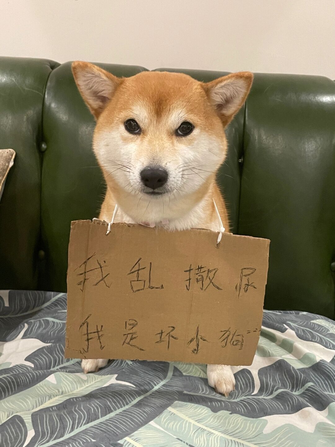 它是一只柴犬总是喜欢在家里到处乱撒尿弄得满屋子都是它的气味