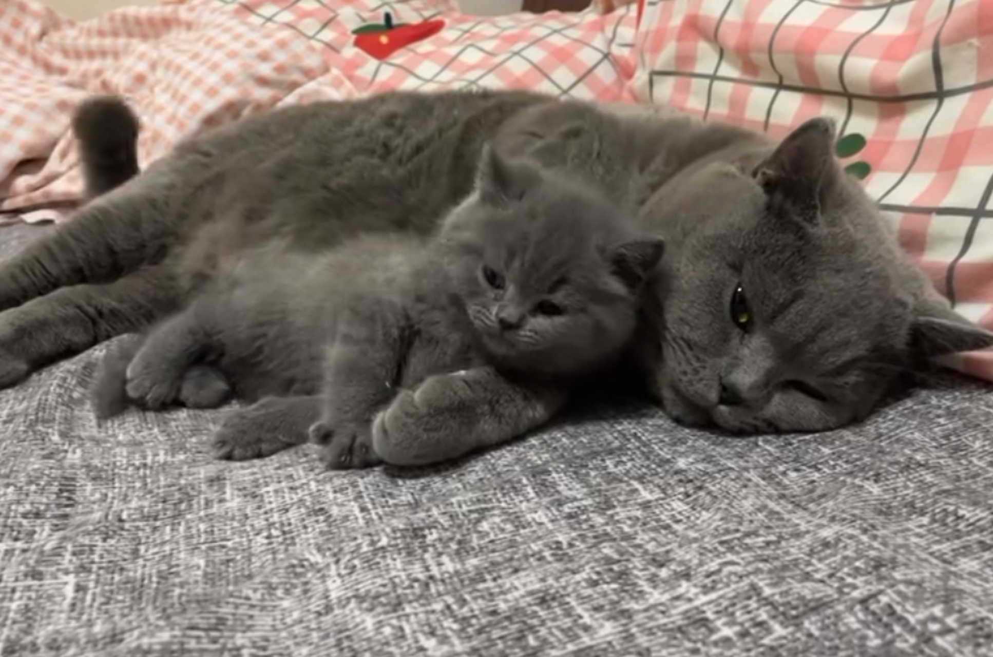 猫爸爸:儿子过来我搂你睡觉,今天依旧是带娃睡觉的一天!真的超可爱