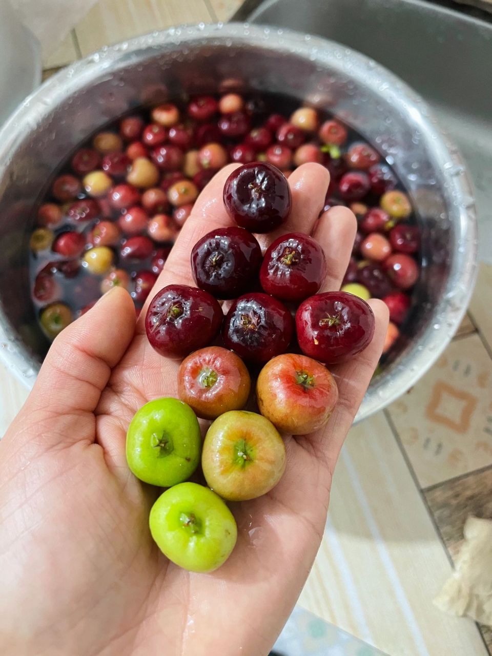 斑鸠屎果图片