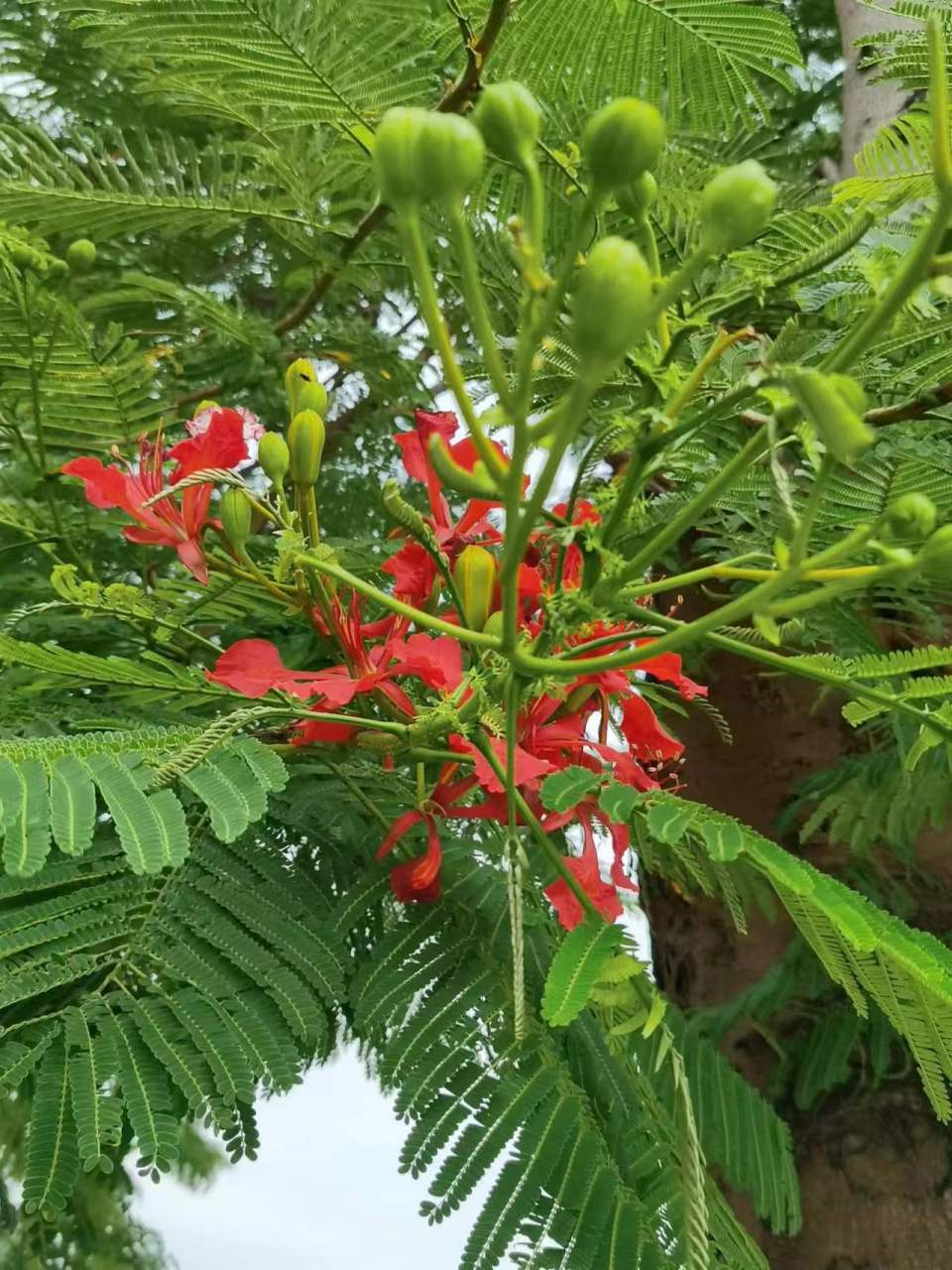 凤凰木一般春天开花,开花时满树满枝,一片火红.这种树北方是见不到的.