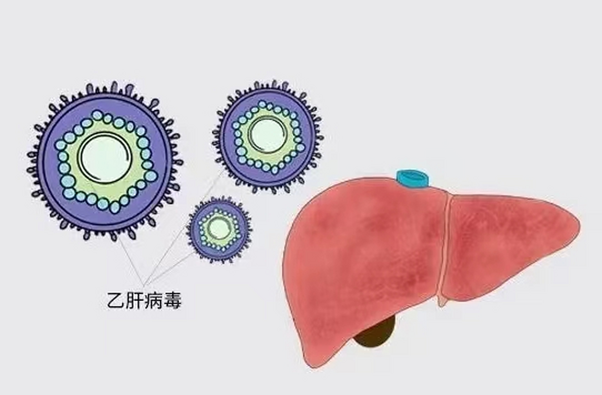 最近,一直有患者问乙肝新药什么时候才能上市,今天就给大家说一说.