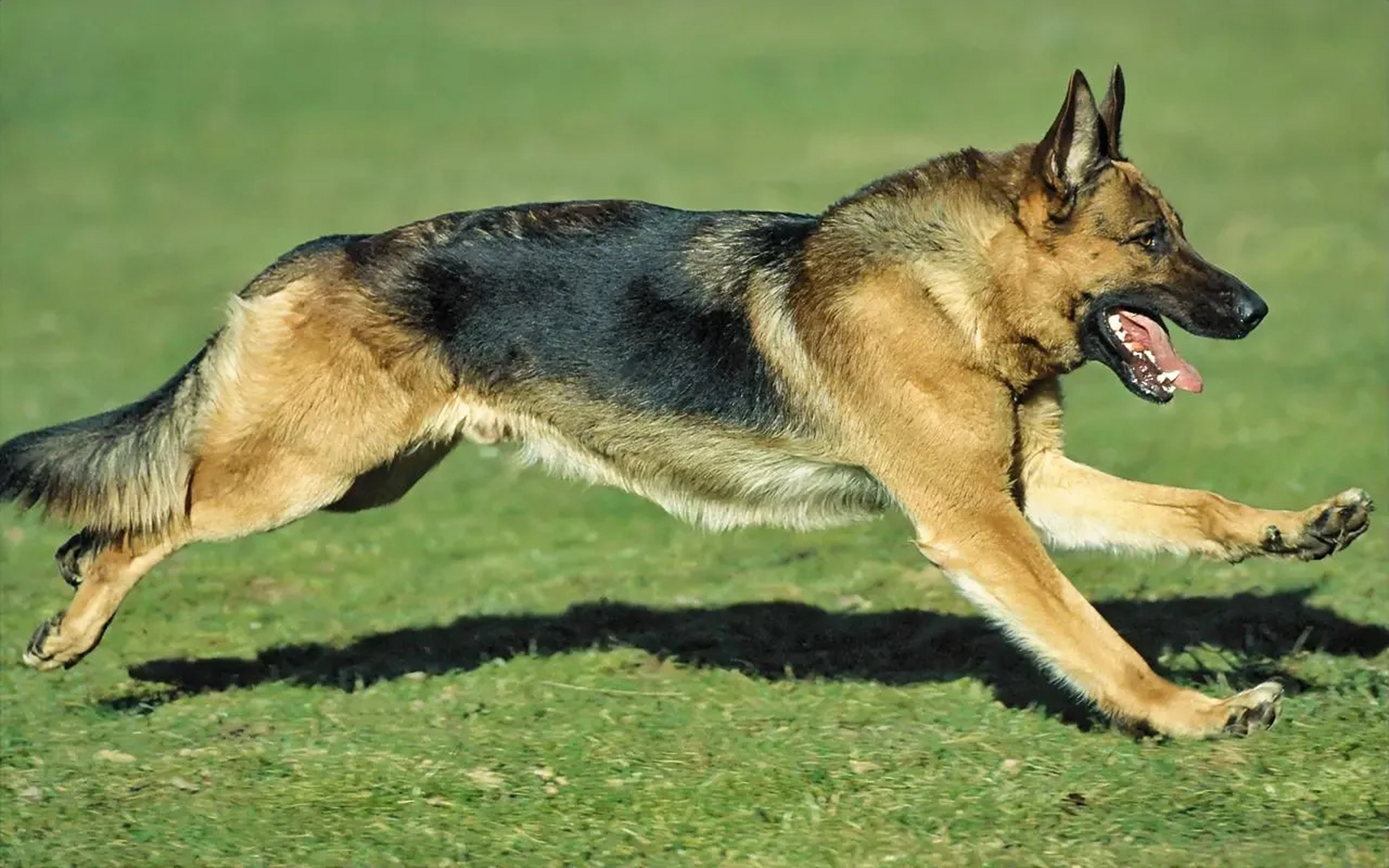 2003年,贺家山陵园的经理要把一只看门狗移葬到陵园