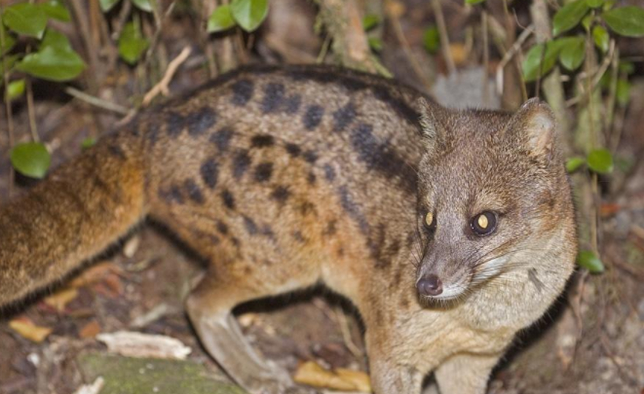 马岛缟狸又被称为马岛灵猫,是哺乳动物中交配时间最长的生物,每次时长