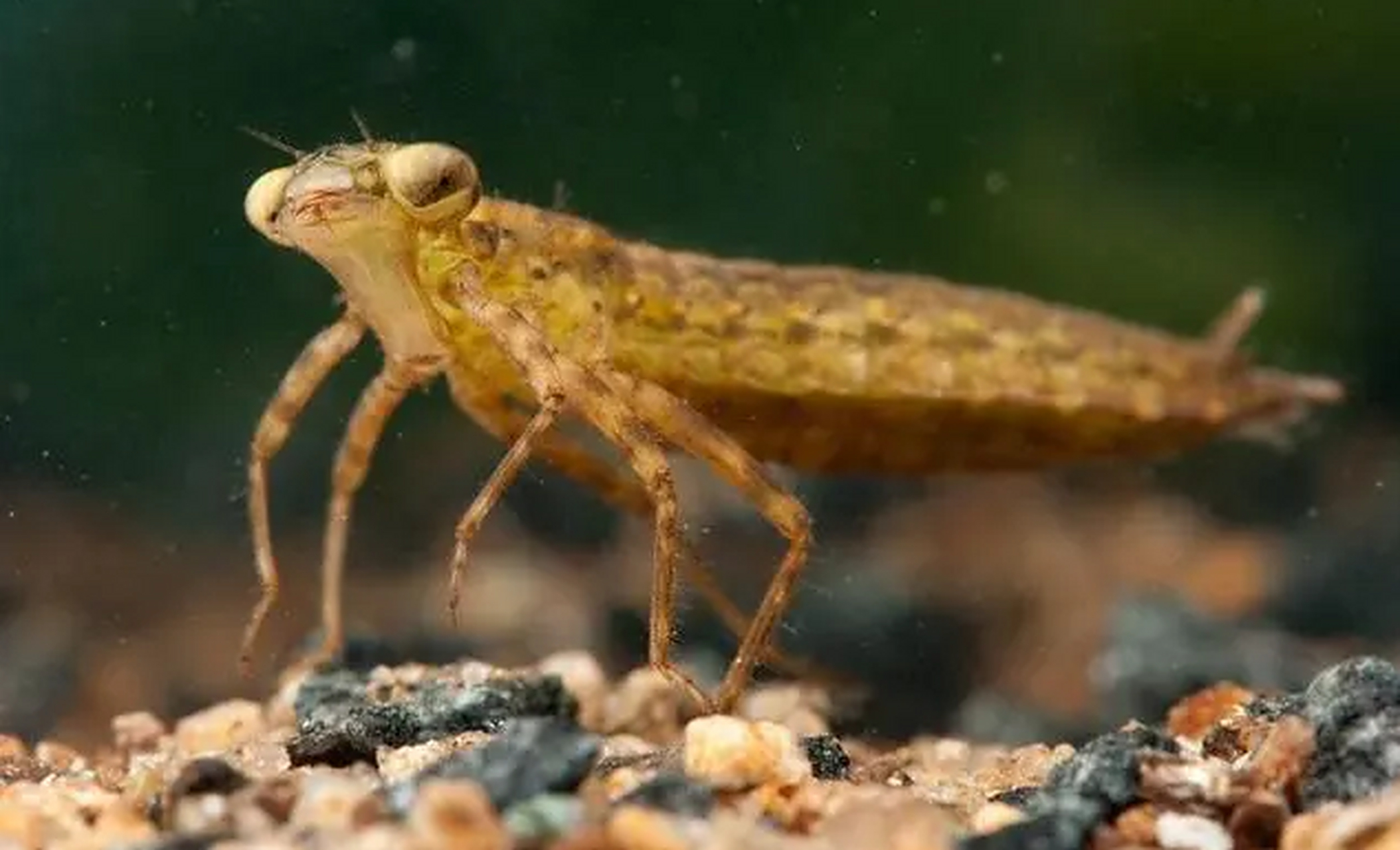 它们主要生存在水里,性情十分凶猛,一只水虿一天能吃掉10条小鱼或小虾