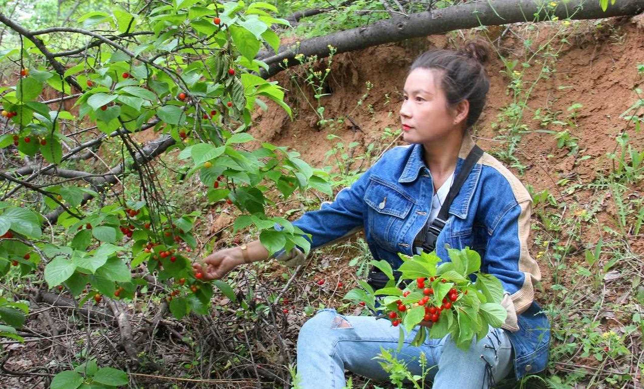 卢氏樱桃沟的樱桃熟了,辐射周边各村,镇