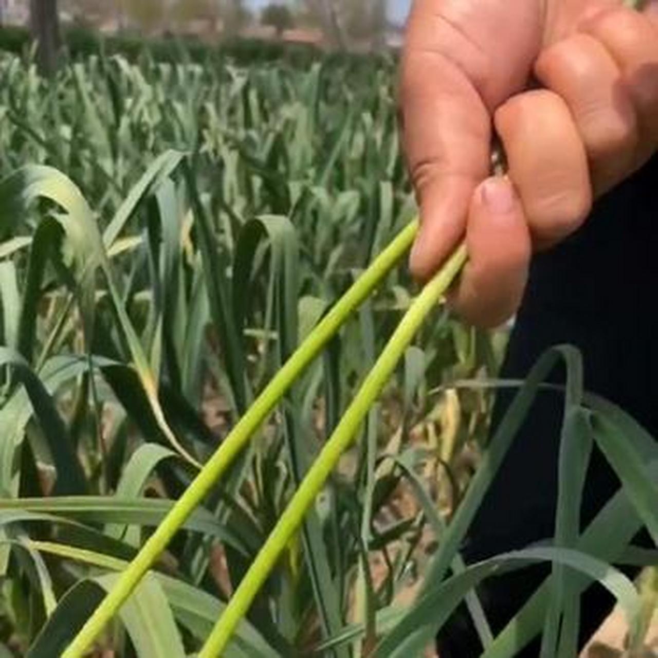 抽蒜苔怎么抽图片