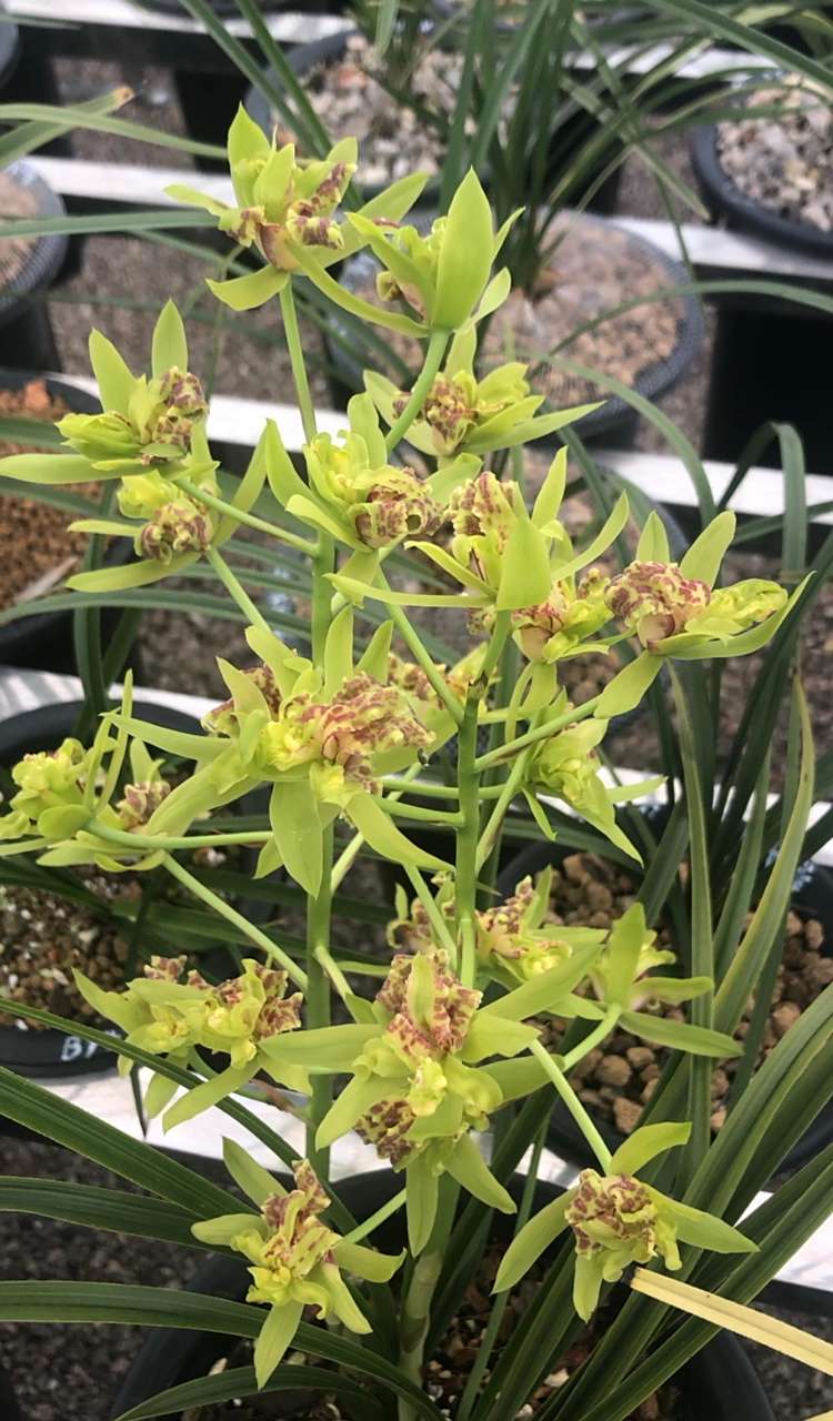 蕙兰狮子头奇花,与人合伙,只开花不发苗 早些年买的一盆蕙兰的狮子头