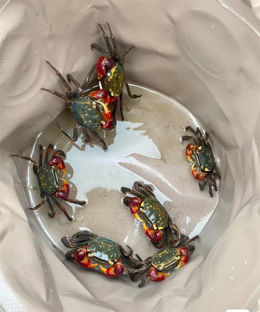 能抓到这个螃蟹厉害了,点金红鳌蟹,不能吃,有剧毒,但是可以养,被它夹