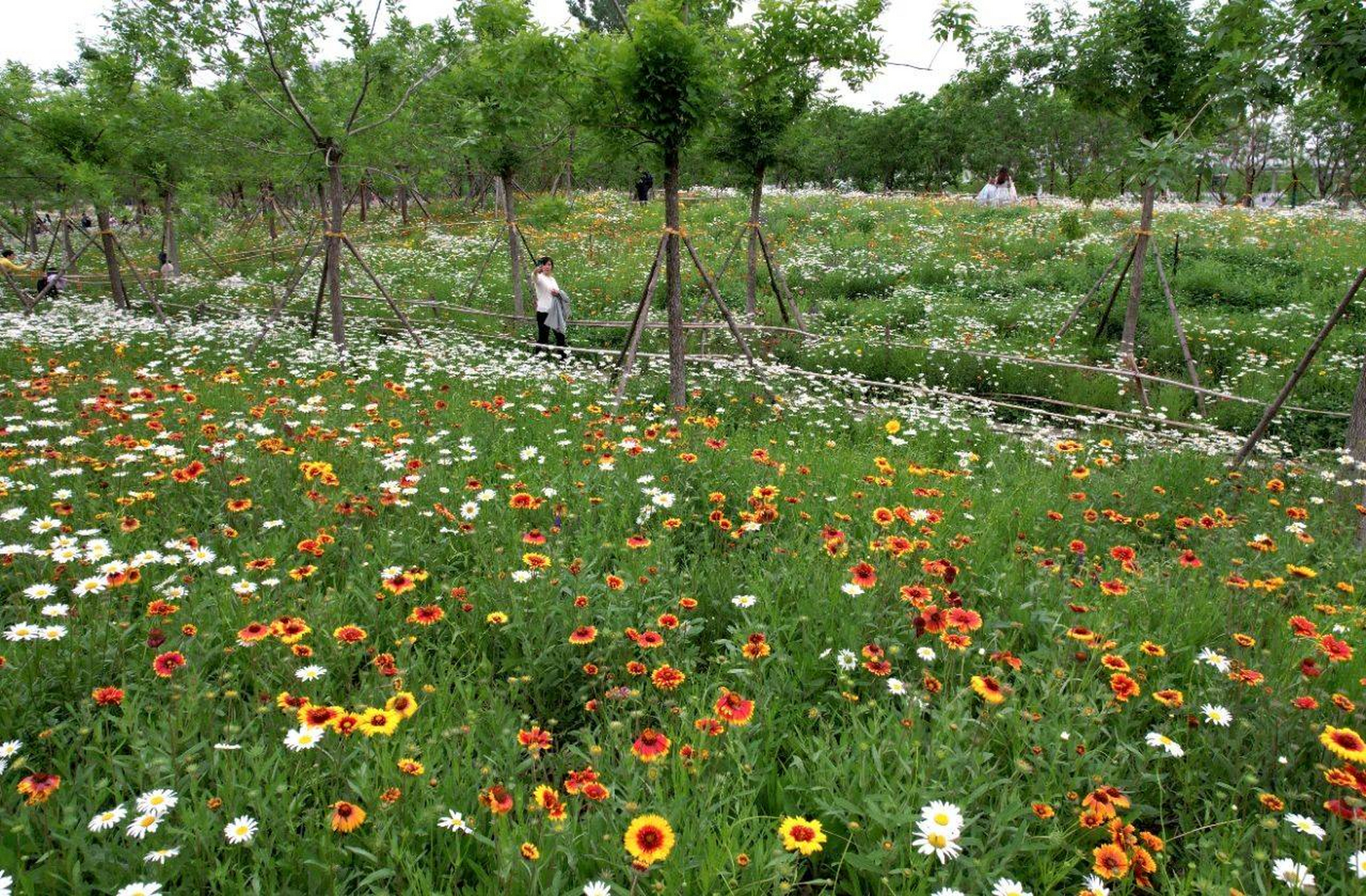 鄭州東風渠生態文化公園內種植了大片雛菊,虞美人,矢車菊,天人菊,大濱