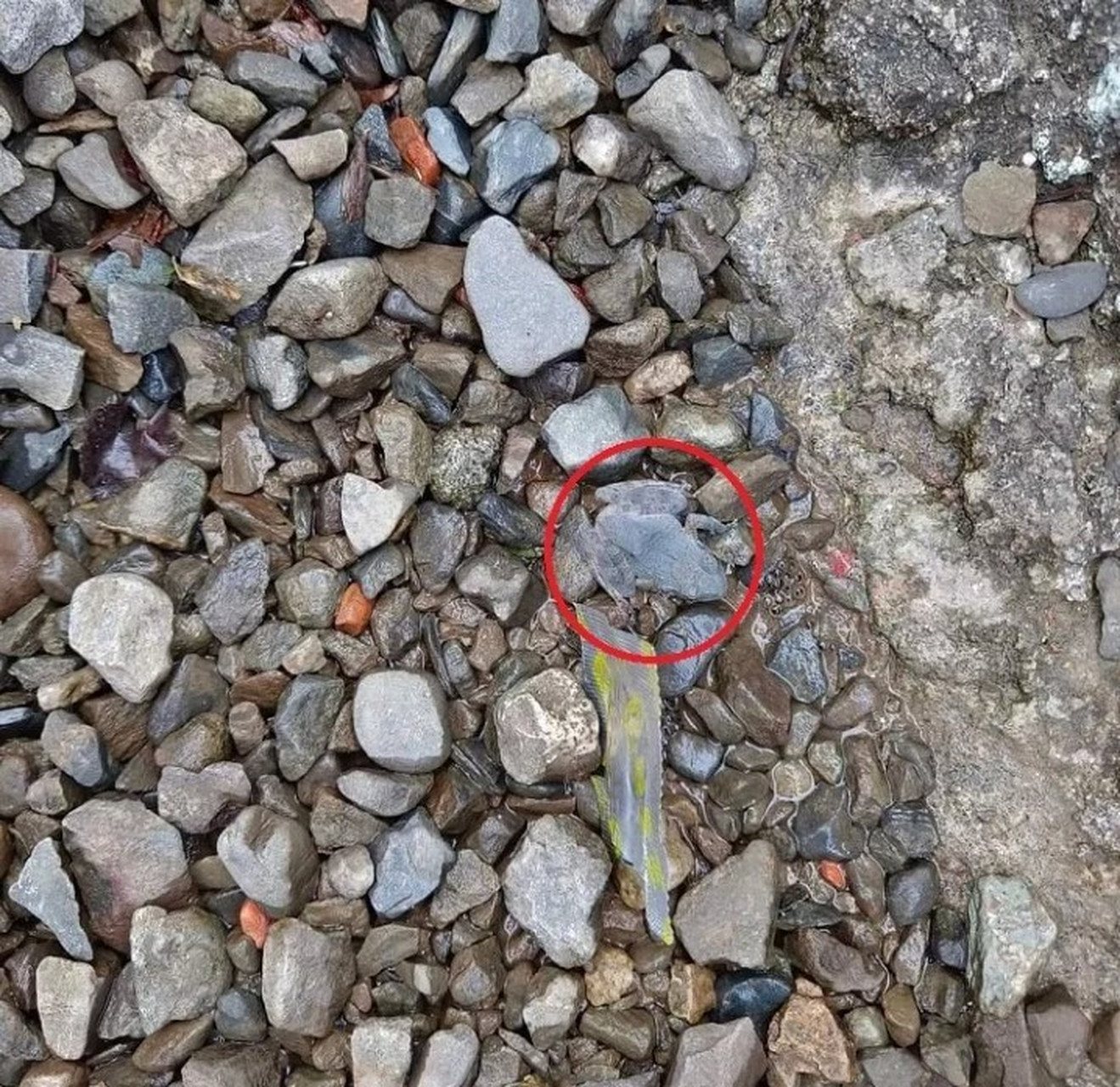 动物的超强保护色!