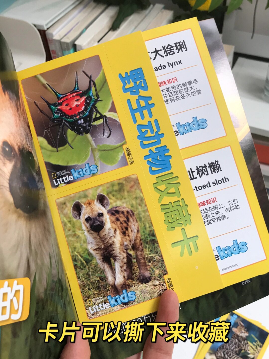 3-6岁儿童科普杂志  《环球少年地理幼儿版》  适合3-6岁的孩子们阅读