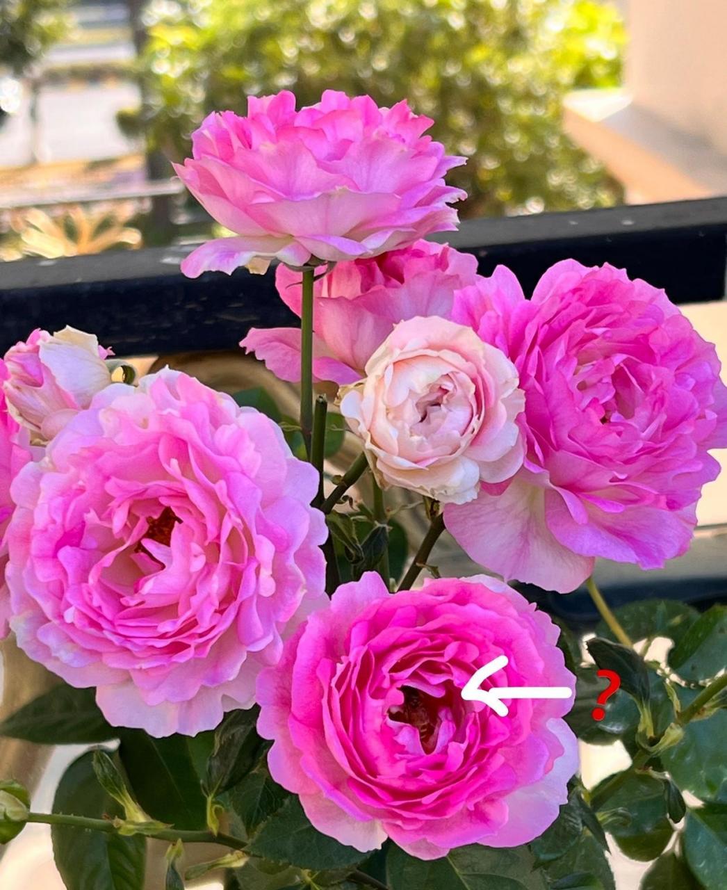 月季花新品种——海的女儿,花朵像海葵般多姿摇曳,迷人的深粉色,还会