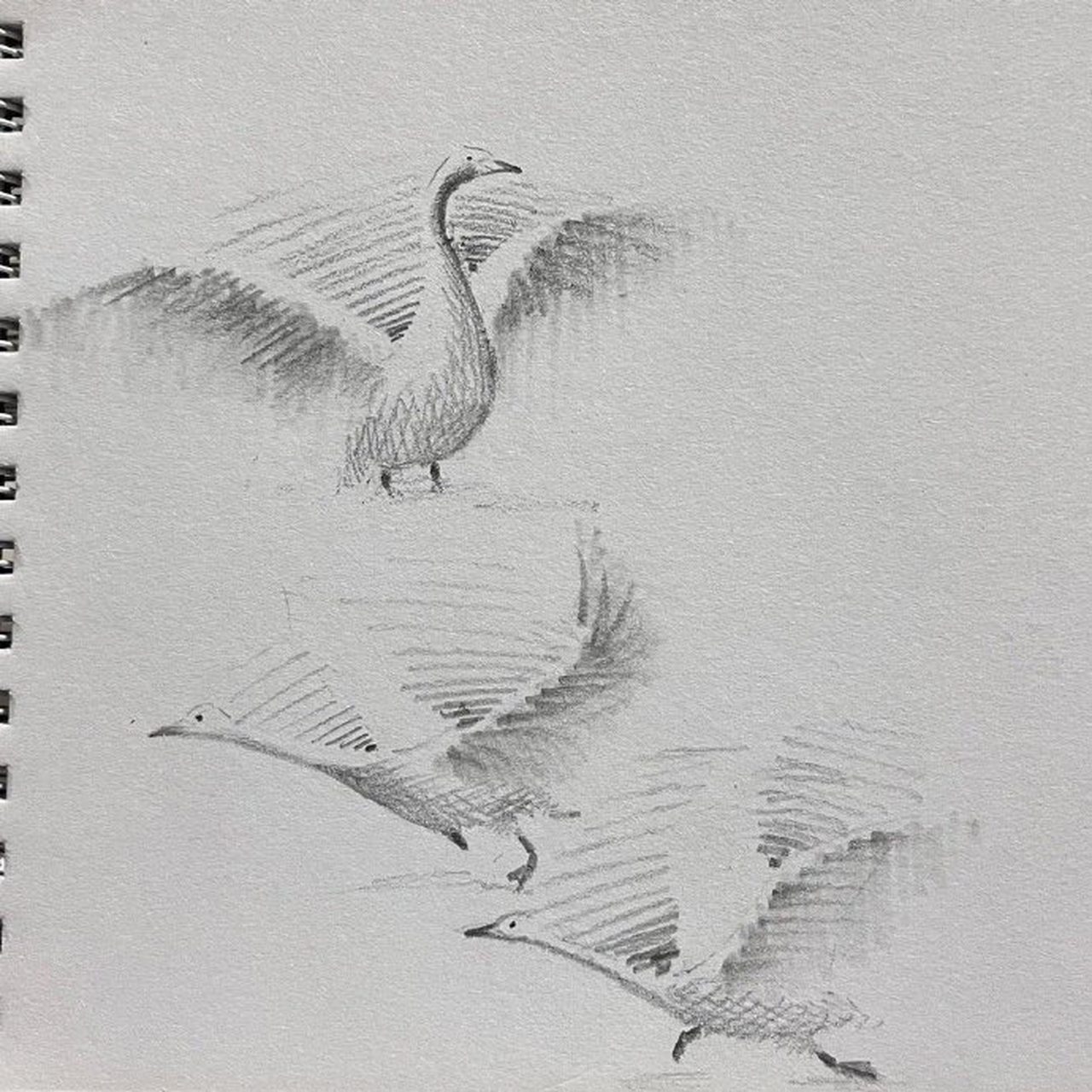 通过天鹅来练习速写,用简洁明了的线条来表现不同形态的天鹅造型,下笔