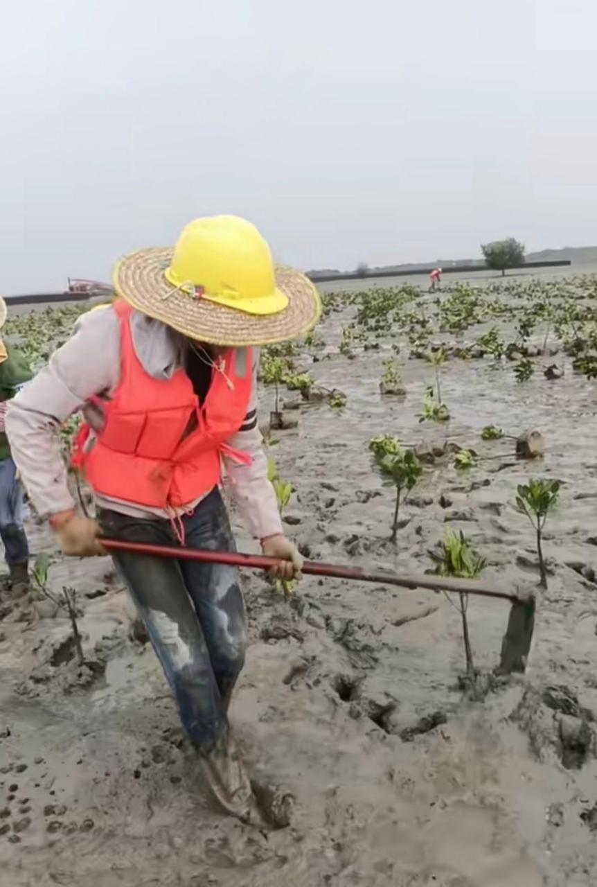 網友:種樹了,泥地裡種樹,都不用澆水了! #搞笑趣味圖