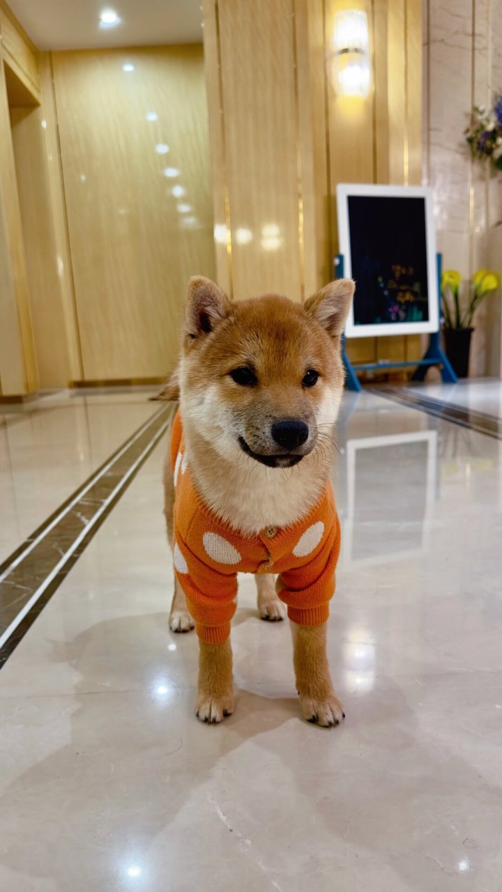 尴尬期的小豆柴!