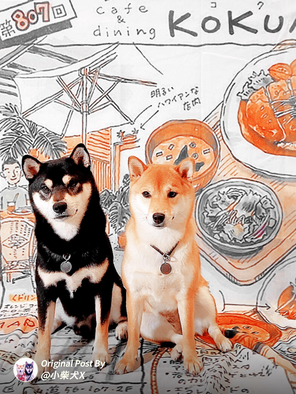 自己在家给狗子拍艺术照  铲屎官想给小x小u拍几张艺术照,一打听外面