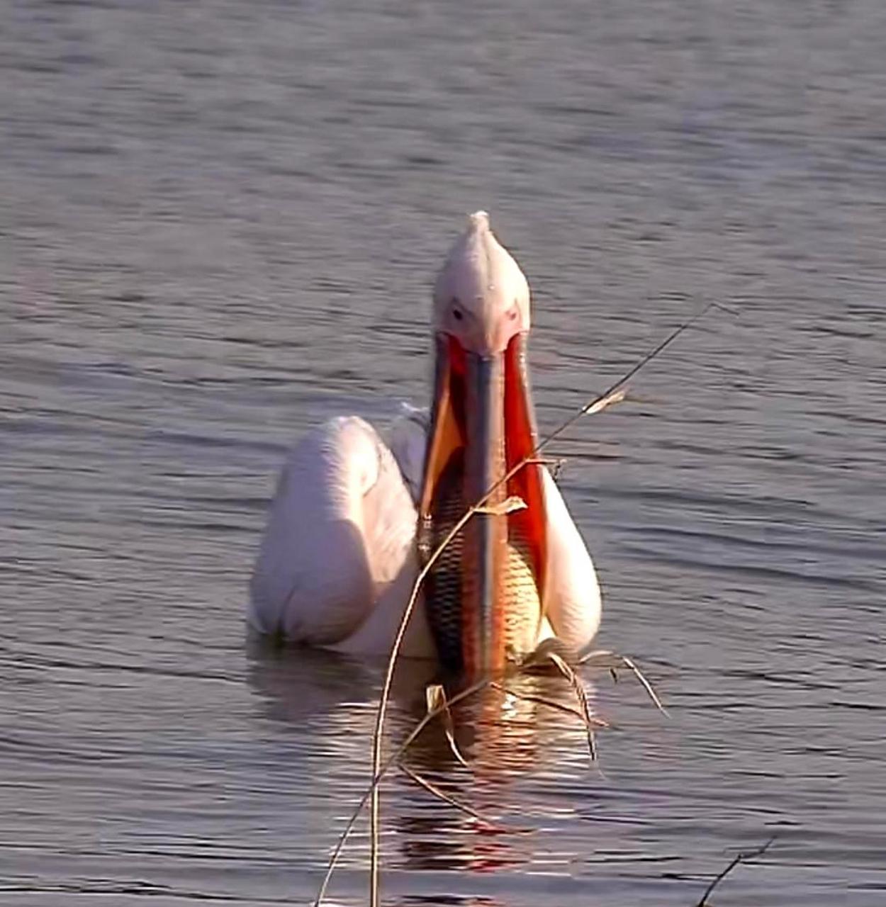 这种鸟的大嘴简直是捕鱼的利器.