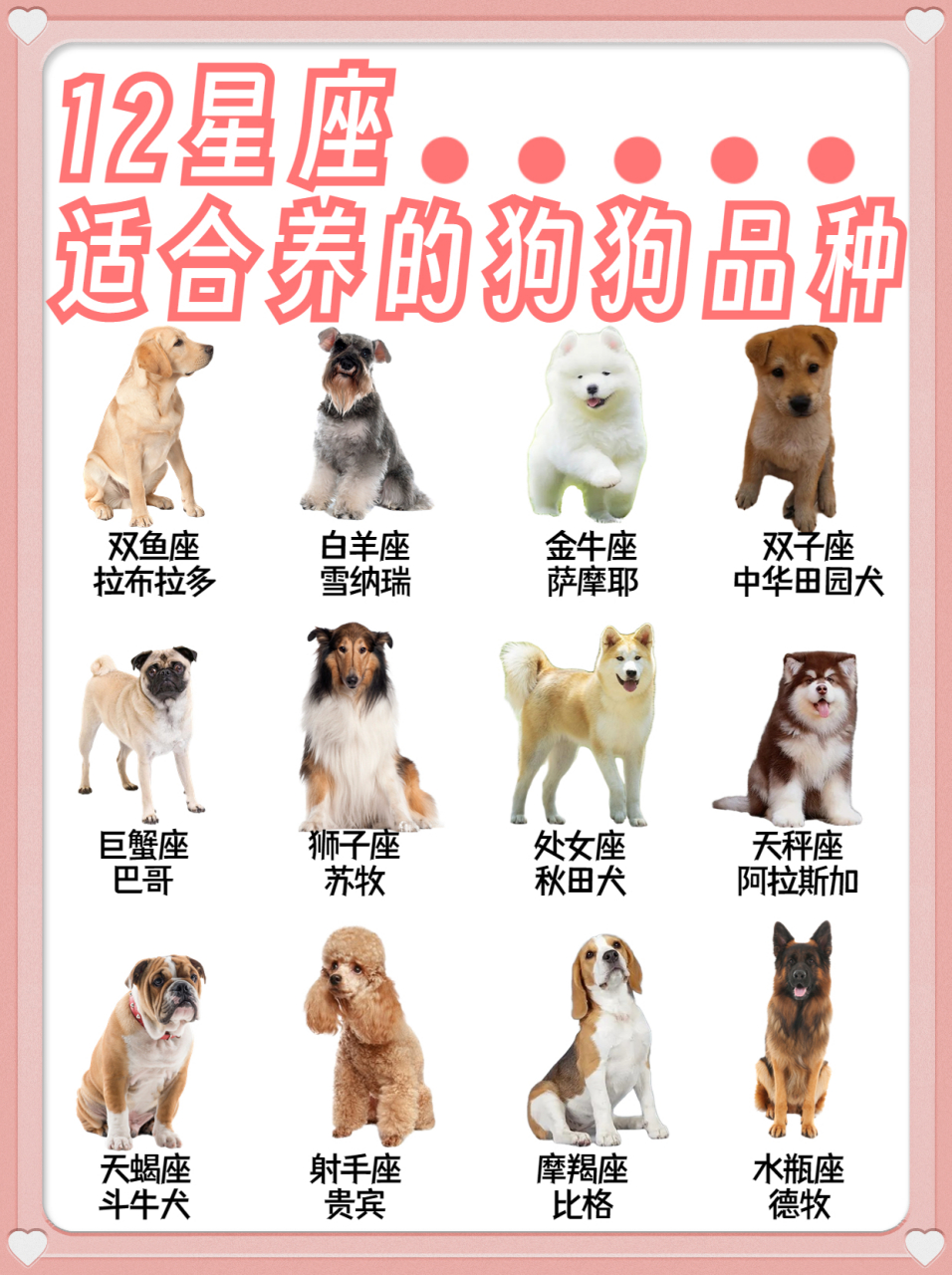 十二星座命定小狗!对号入座你的专属狗狗#狗狗