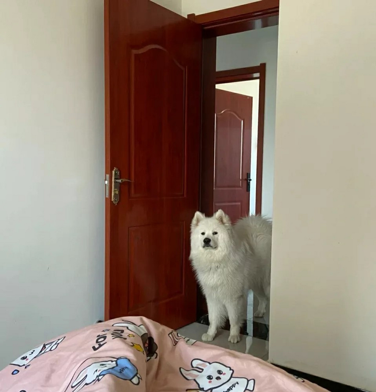 mcn风帆计划#主人大中午还不起床,小狗垮脸!