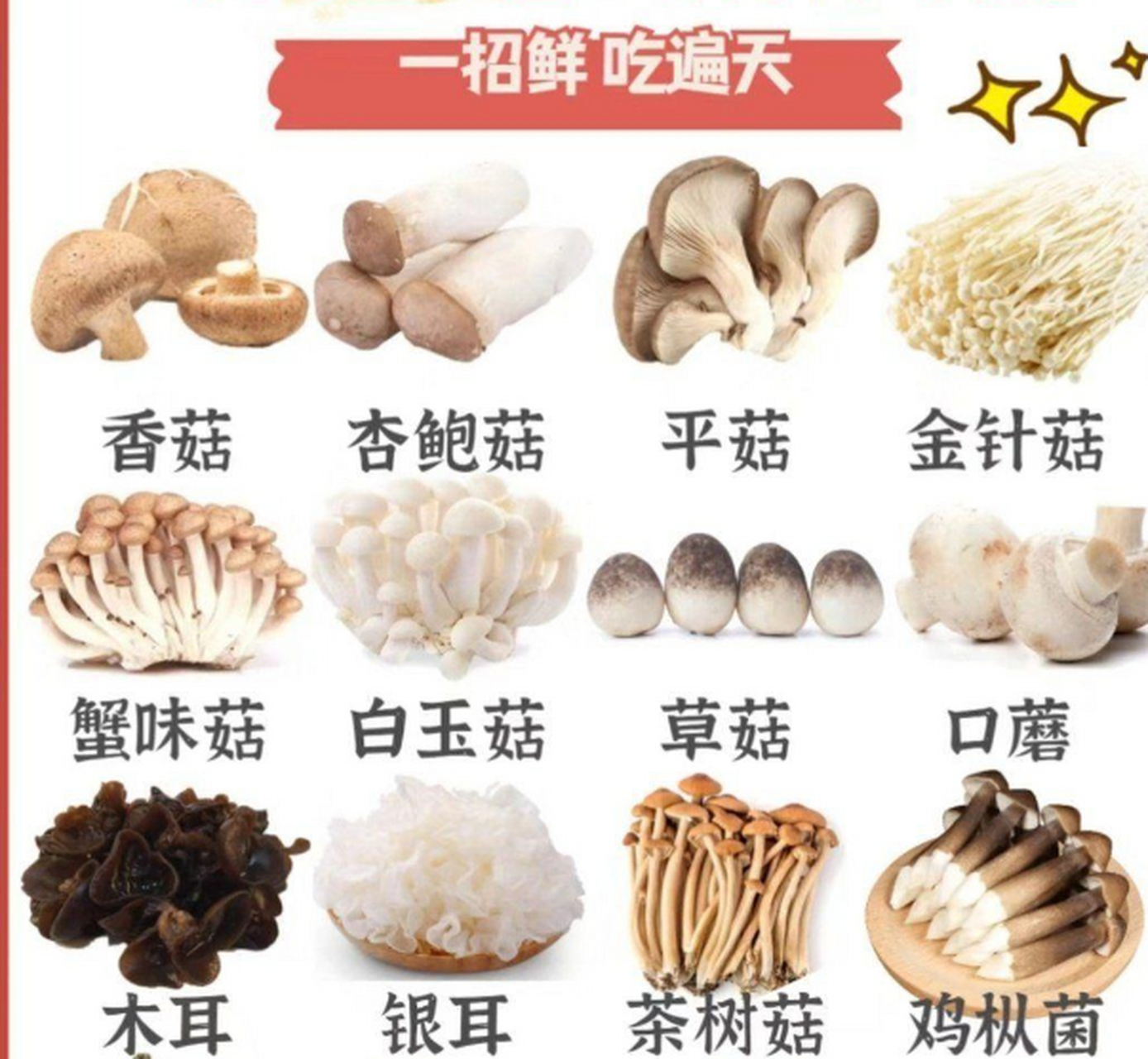 蘑菇种类 名称图片