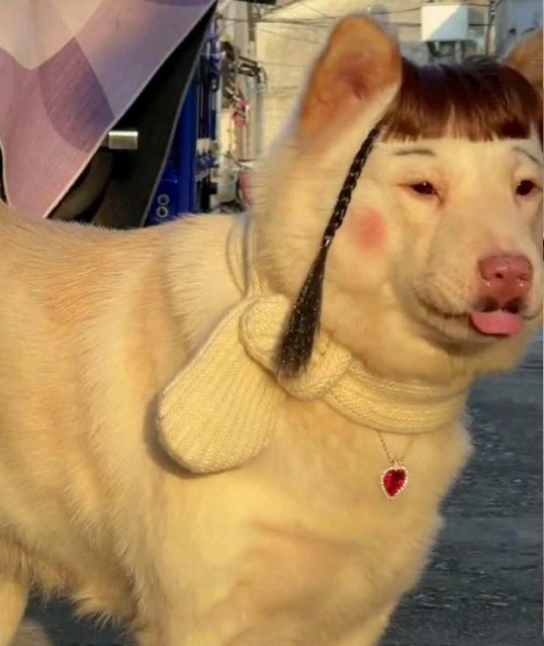 最近在学化妆,先拿我家的狗狗练练手