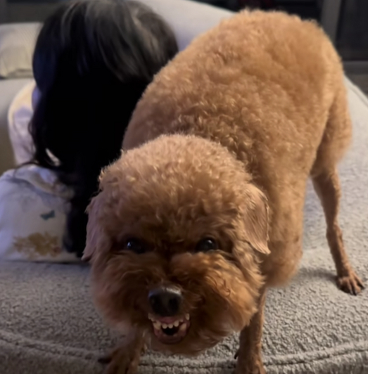 我发现,泰迪好爱龇牙