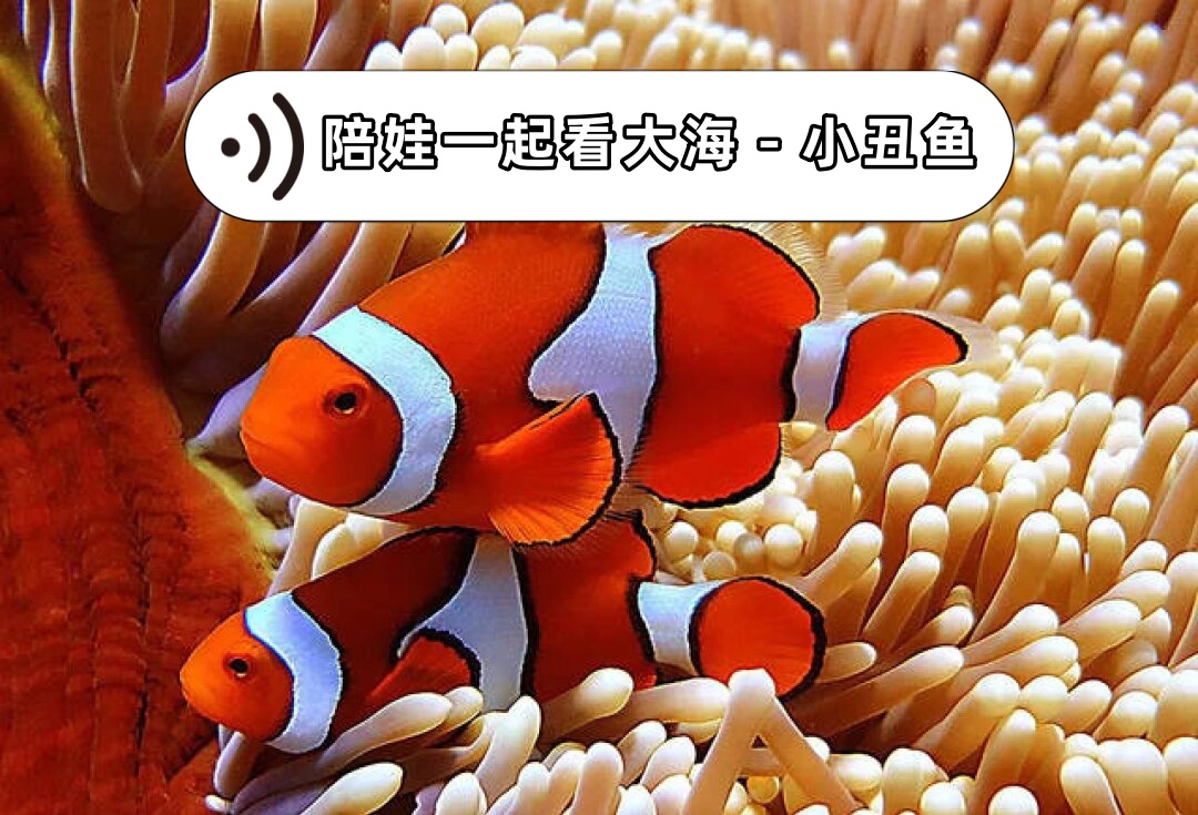 小丑鱼
