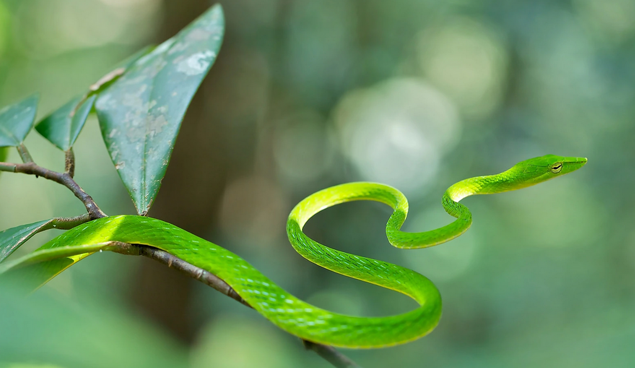 昆明车站外多条绿蛇在垃圾箱上爬行#  8月8日1