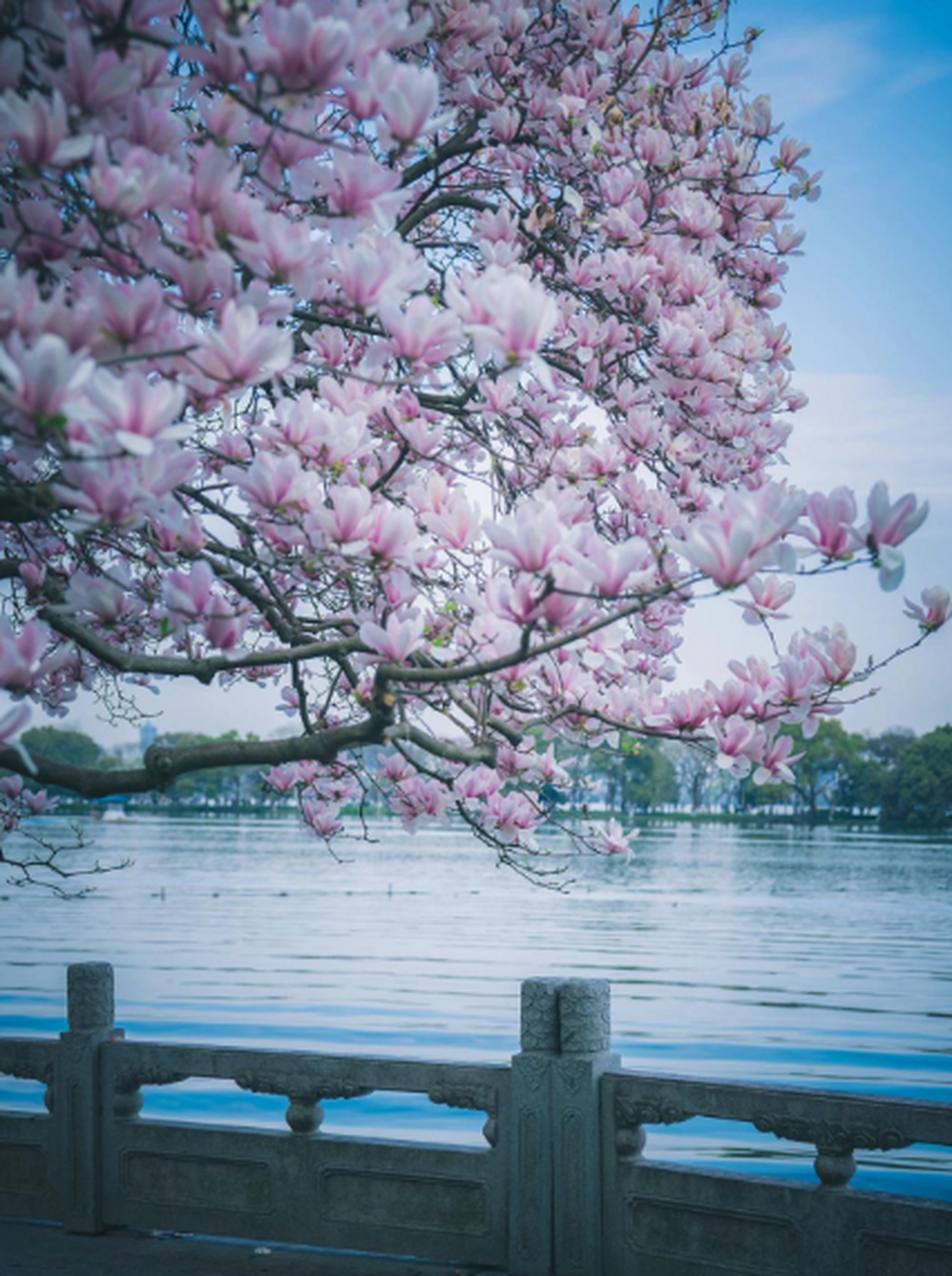 杭州西湖的春天,粉红玉兰花.