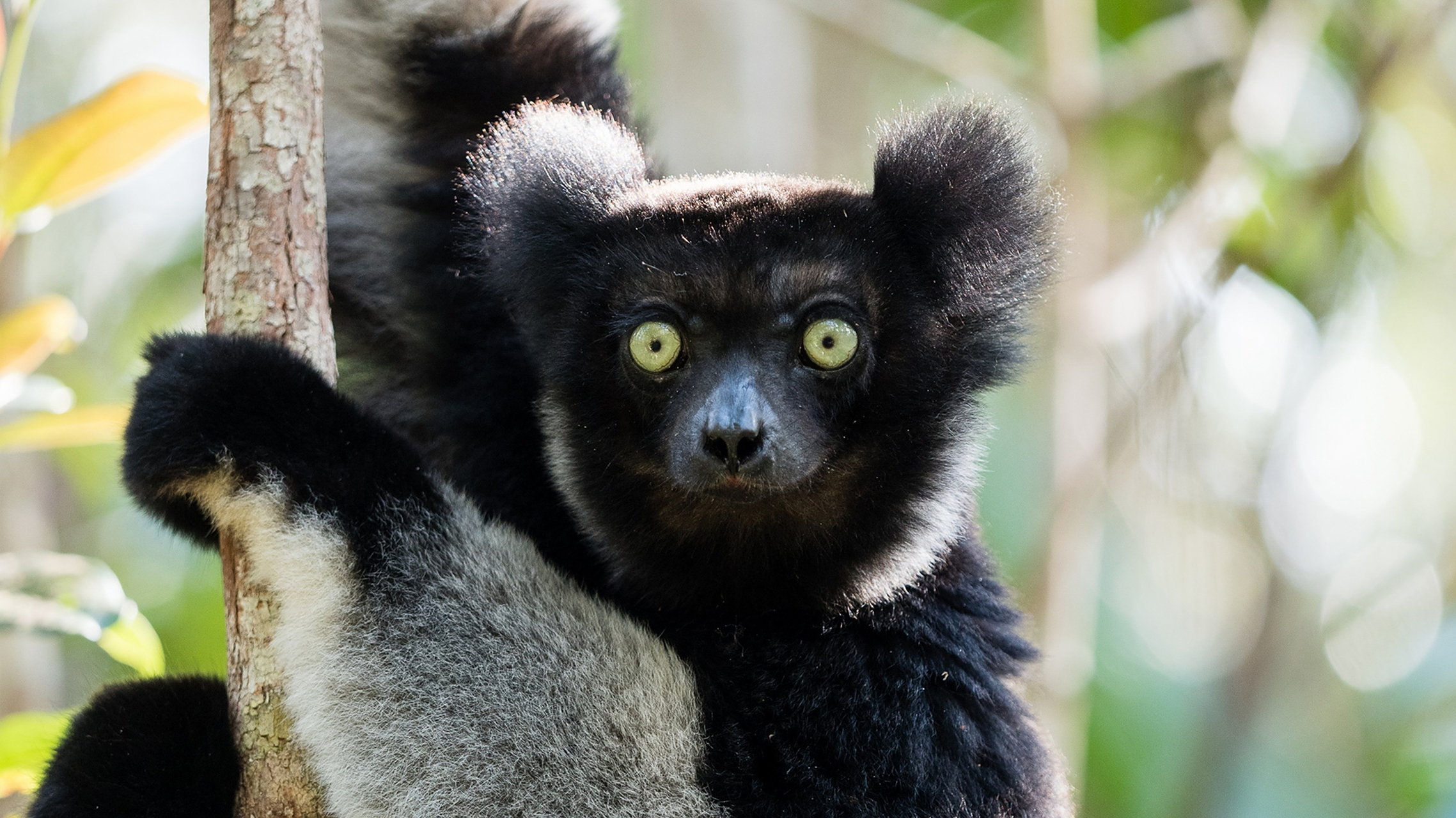 狐猴是一种生活在马达加斯加岛的大型狐猴.