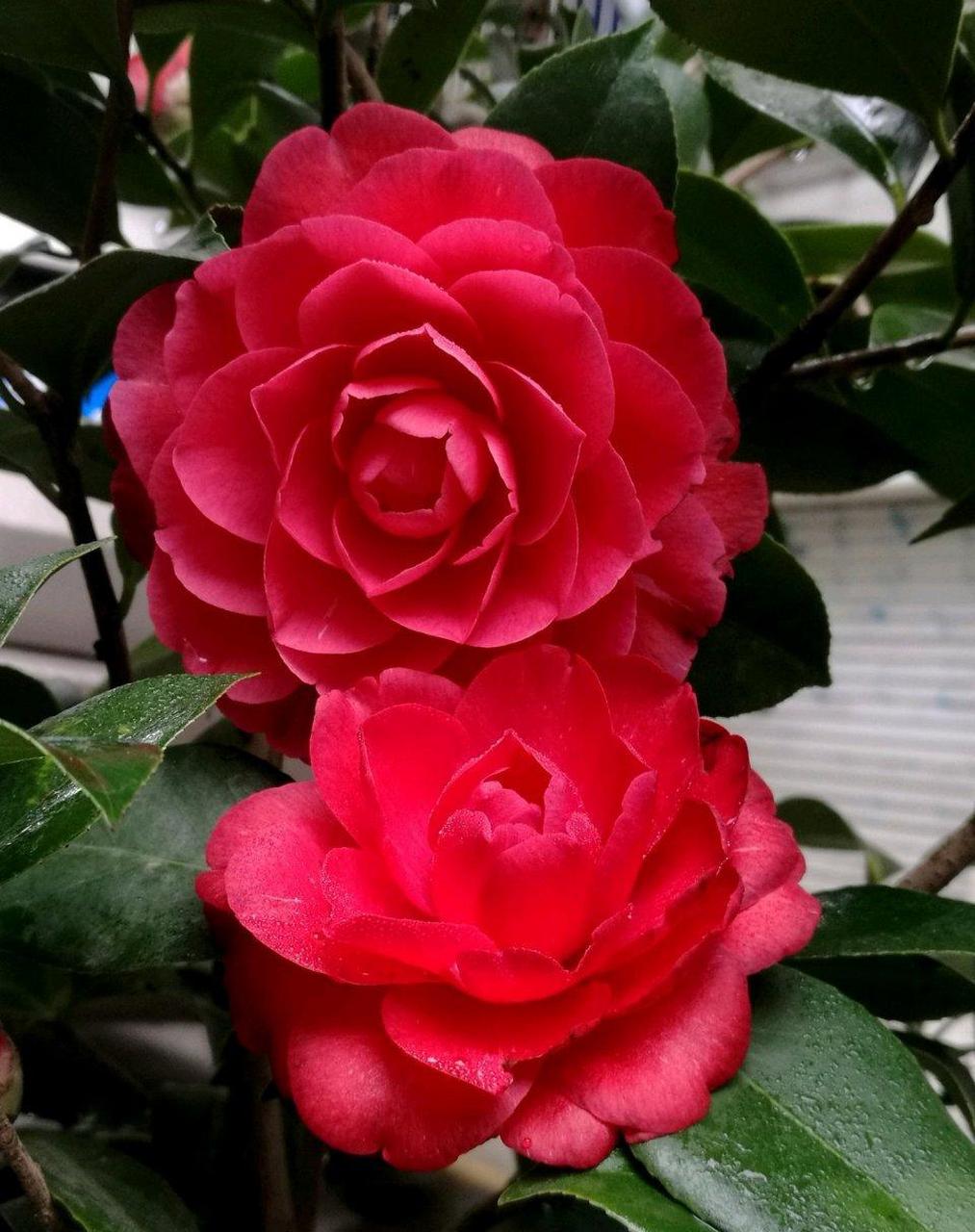 红赤丹,最好养的山茶花之一,植株长势中等,根系发达,枝条强壮,对环境