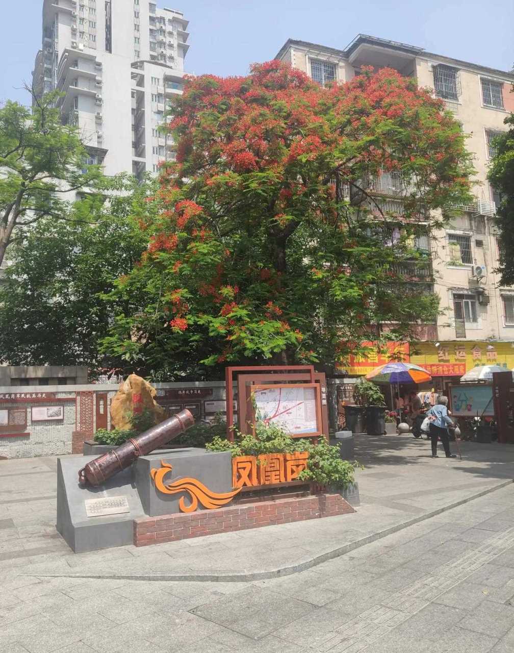 广州市革新路凤凰岗仅有的一棵凤凰树开花了,红红火火的花朵在翠绿的